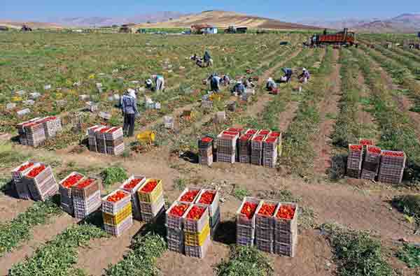 ثبت رکورد بیشترین برداشت در هکتار محصول توسط کشاورز «روژین تاک» / جهانگیری: برداشت صحیح روی کیفیت رب تاثیرگذار است ثبت رکورد بیشترین برداشت در هکتار محصول توسط کشاورز «روژین تاک» / جهانگیری: برداشت صحیح روی کیفیت رب تاثیرگذار است