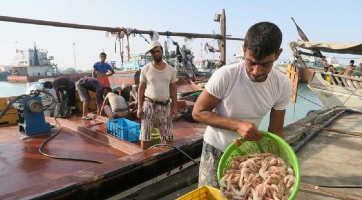 صید میگو در هرمزگان پس از پایان دریابست آغاز شد