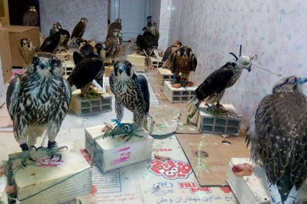 سارقان میلیاردی پرواز سارقان میلیاردی پرواز