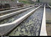 پرداخت ۴۵ میلیارد ریال تسهیلات جهت طرح های شیلاتی و دامپروری در هندیجان