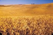 افزایش و پایداری تولید با اجرای طرح جهش تولید در دیم زارهای خوزستان