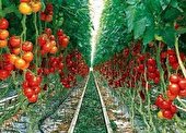 صادرات ۴ محصول گلخانه ای با اخذ QR code