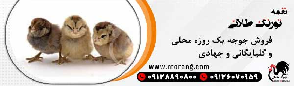 مرغ تخمگذار محلی گلپایگان با نغمه تورنگ طلایی