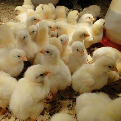 مرغ تخمگذار محلی گلپایگان با نغمه تورنگ طلایی