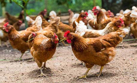 مرغ تخمگذار محلی گلپایگان با نغمه تورنگ طلایی