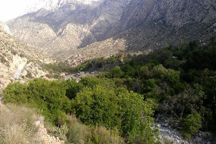 مدیر امور اراضی جهاد کشاورزی گفت : از ابتدای سال جاری تا کنون ۱۲۵۰ طرح نظارتی حفاظت و بهره برداری از جنگل ها و مراتع در هرمزگان مورد بازدید قرار گرفته است .