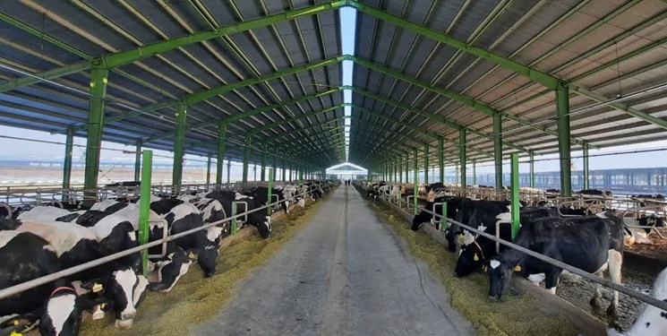 سرنوشت مجتمع شیر و گوشت شش هزار راسی «سیرَک» به کجا ختم شد