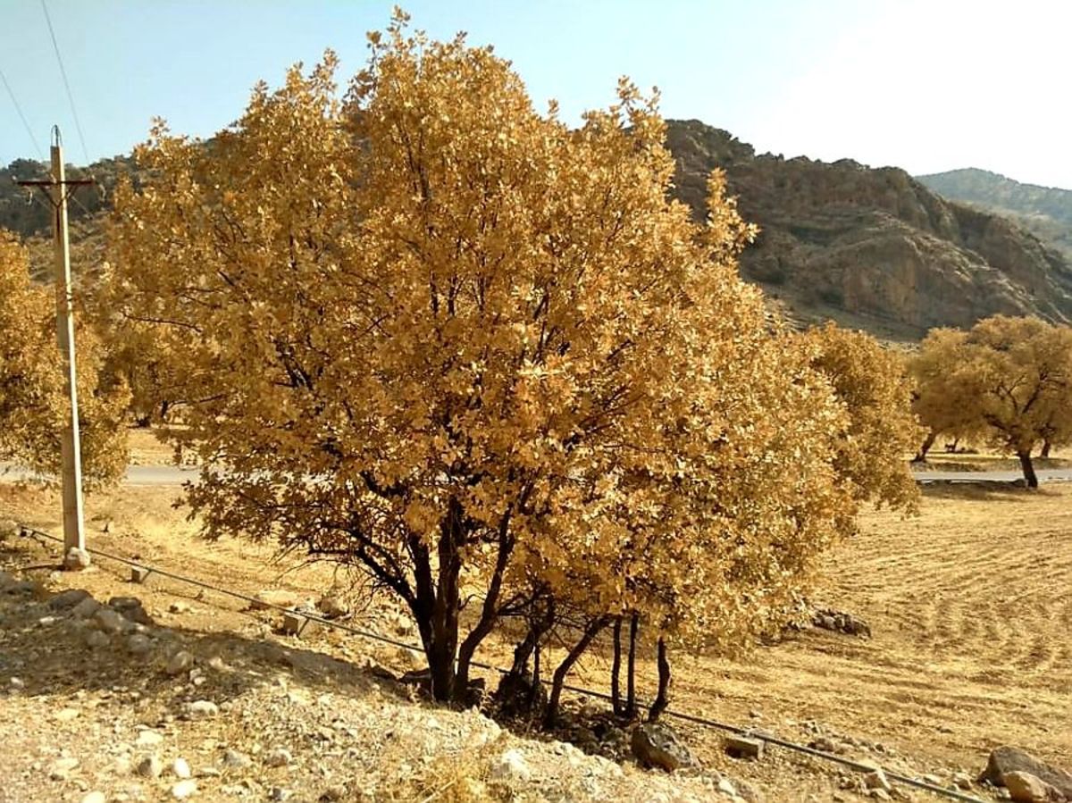 سال‌هاست در مورد حال نامساعد جنگل‌های زاگرس مطالب زیادی منتشر می‌شود و در این مدت انتظار می‌رفت تا حداقل دولت‌ها اعتباری را در جهت حفظ و احیای این میراث گرانبها‌ در نظر بگیرند اما نه‌فقط این اتفاق رقم نخورده بلکه عوامل گوناگونی دست به دست هم داده تا یکباره فاتحه این گنجینه خوانده شود.