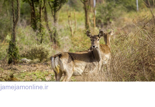 آلودگی آب دز گوزنهای زرد ایرانی پارک ملی را تهدید میکند آلودگی آب دز گوزنهای زرد ایرانی پارک ملی را تهدید میکند