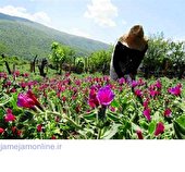 اختصاص ۴۱ هکتار از مزارع حمیدیه به کشت گیاهان دارویی