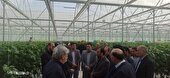 گلخانه‌های گلستان روی مدار توسعه
