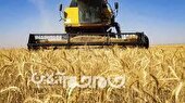 ۱۰۸ هزار هکتار زمین‌ در گلستان زیرپوشش کشت قراردادی گندم رفت