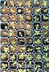 تولید ۲ میلیون نشاء در دهکده گیاهان دارویی گلستان