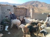 بهره مندی ۳۱ روستای محروم، از خدمات دامپزشکی رایگان
