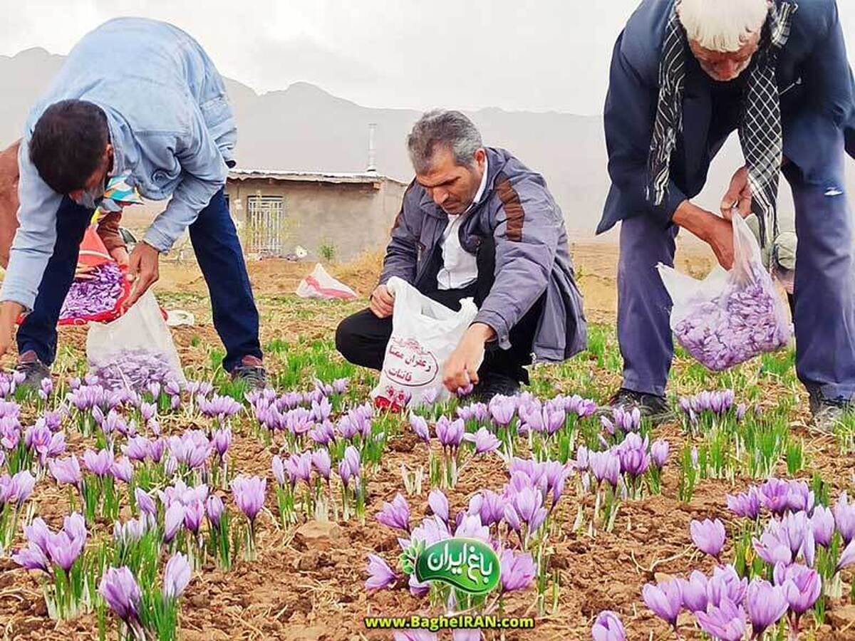 چکیده : بهترین زعفران ایران مال کجاست؟ همچنین بهترین برند زعفران برای خرید از کشاورز کدام چه مارکیه؟ راهنمایی 0 تا 100 برای خرید بهترین زعفران!