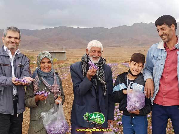 بهترین زعفران ایران + بهترین زعفران ایران +