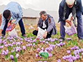 بهترین زعفران ایران + 