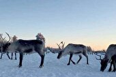 گوزن شمالی به سردتر شدن هوا در قطب شمال کمک می‌کند!