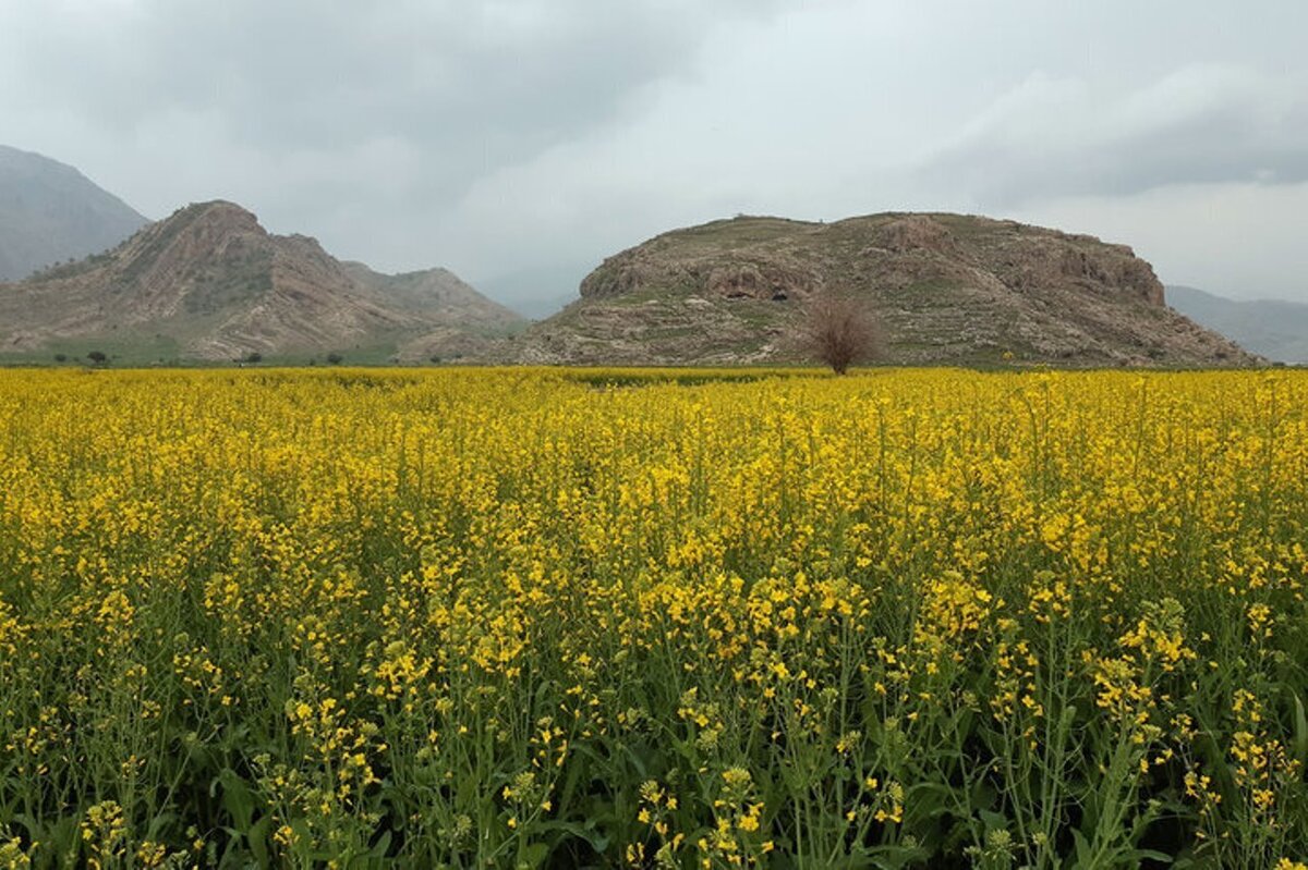 کاشت گیاه دارویی خردل در ۷۰ هکتار از زمین‌های کشاورزی بخش فین آغاز شد.