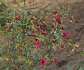 آشنایی با خواص گیاه خارشتر