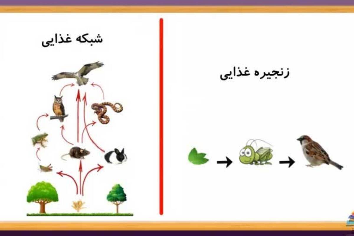 برنامه مجله دامپزشکی با محوریت نقش حیوانات در چرخه غذایی روز‌های یکشنبه ساعت ۱۵ روانه آنتن می‌شود.