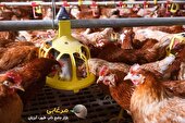 جلوگیری از شکست مرغداری با 6 تجهیزات مهم