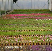 شروع زودهنگام گل‌کاری‌ها و ایجاد فضای سبز در سطح شهر بجنورد