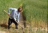 سه هزار و ۳۰۰هکتار،سطح کشت دیم در سیستان و بلوچستان