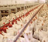 مشکلی برای تامین مرغ شب عید نداریم