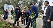 تعداد 400 اصله نهال در شهرک صنعتی شهید مصطفی خمینی ساری غرس شد