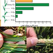  « بیش از ۸۰ درصد عملکرد، حاصل از نقش سه برگ بالای گندم است»
