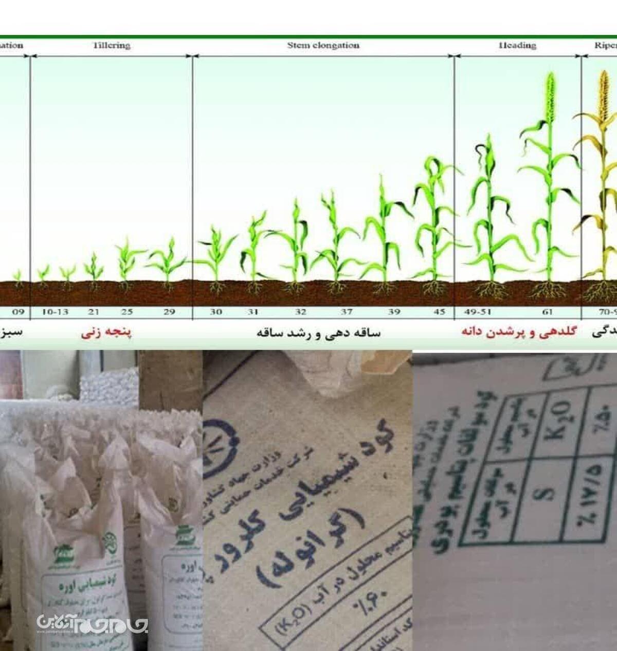  «توصیه های تغذیه ای برای باز توانی گیاه وکاهش اثرات سرمازدگی و مقابله با شرایط بیماری زا»