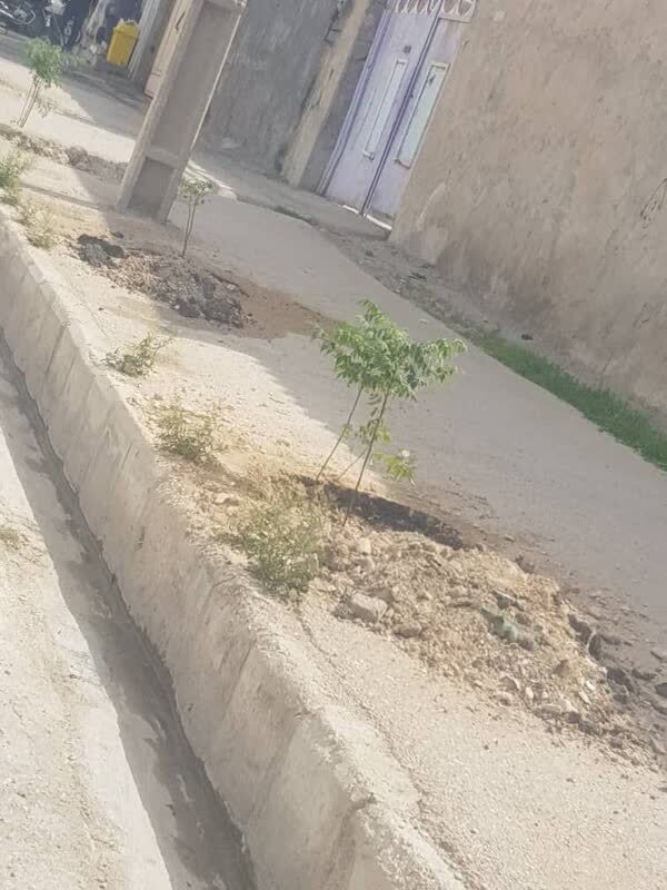 ترویج فرهنگ درختکاری