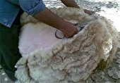 آغاز کار پشم چینی دام عشایر استان ایلام