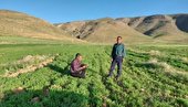 بازدید از کشت پاییزه حبوبات طرح جهش تولید در دیمزارها بخش کمه