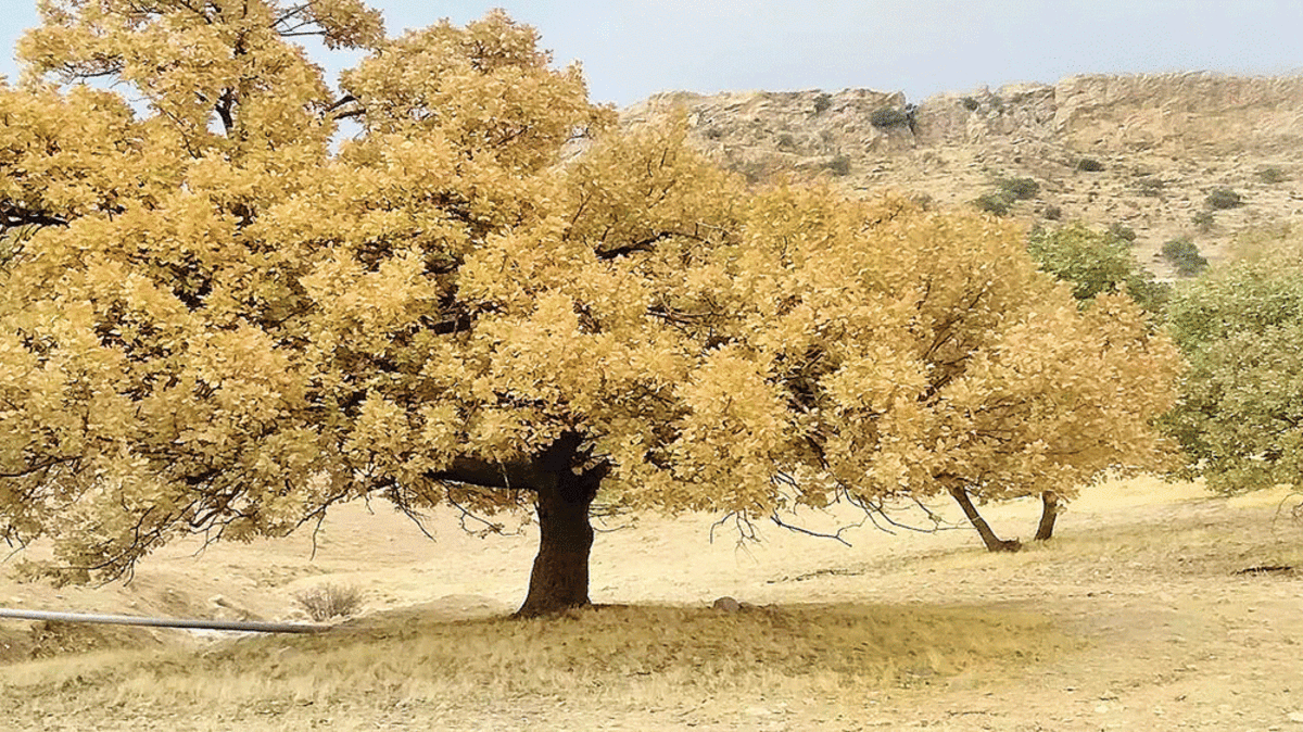 جنگل‌های زاگرس در مسیر دریاچه ارومیه