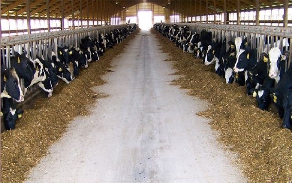 اولین سامانه تامین دام و طیور در ایران رونمایی شد