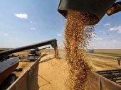 خرید بیش از ۹۶۵هزار تن گندم وکلزا از کشاورزان خوزستانی