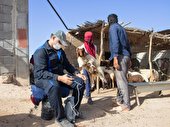 آغاز اجرای واکسیناسیون رایگان  طاعون نشخوارکنندگان در خوزستان