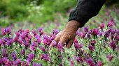۱۲۶ تعاونی در استان مجوز بهره‌برداری از گیاهان طبیعی را  دارند