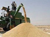 افزایش 100 درصدی خرید گندم