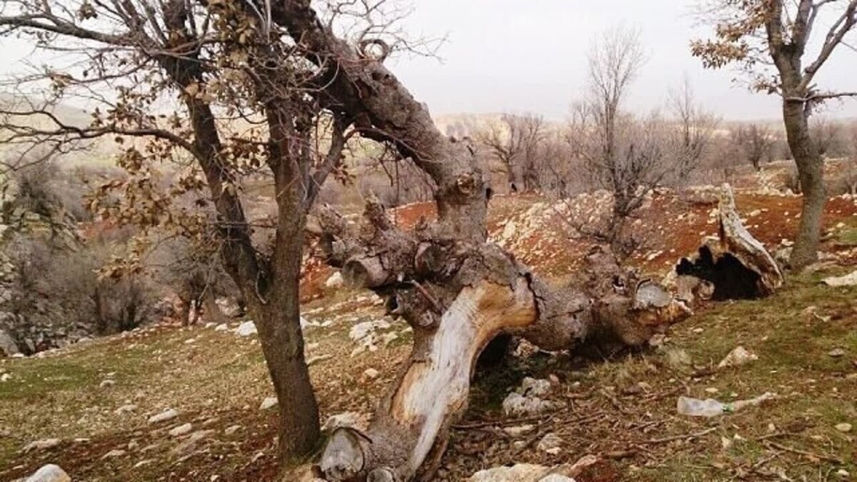 رئیس دانشکده منابع طبیعی و محیط زیست علوم و تحقیقات با اشاره به اینکه مسائل اجتماعی به تخریب جنگل‌های زاگرس دامن زده است، گفت: حدود دو میلیون هکتار از جنگل‌های زاگرس گرفتار آفات و بیماری است.