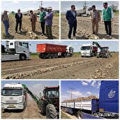 برداشت چغندرقند در شهرستان گالیکش آغاز شد