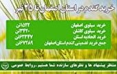 میزان خرید تضمینی 67هزار 289تن گندم بصورت تضمینی در سطح استان