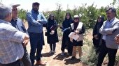 بازدید تیم کارشناسی سازمان حفظ نباتات کشور از انار شهرستان شهرضا