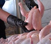 واردات مرغ و گوشت سرعت می‌گیرد