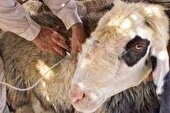 ایمن سازی بالغ بر 300 هزار راس دام سبک برعلیه بیماری طاعون نشخوارکنندگان کوچک