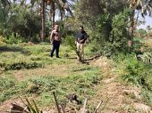 آغاز طرح کشت پاجوش نخیلات در قالب توسعه و جایگزینی