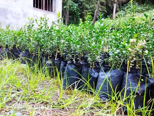 آفت کمبود اعتبار به ‌طرح کاشت یک میلیارد درخت می‌زند؟‌