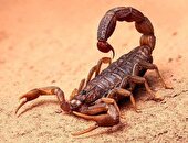 ببینید | مزرعه پرورش عقرب!